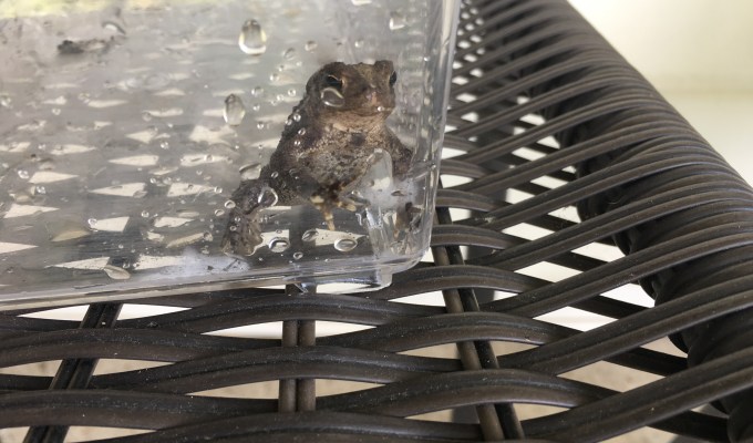A Toad in a&nbsp;Hole.